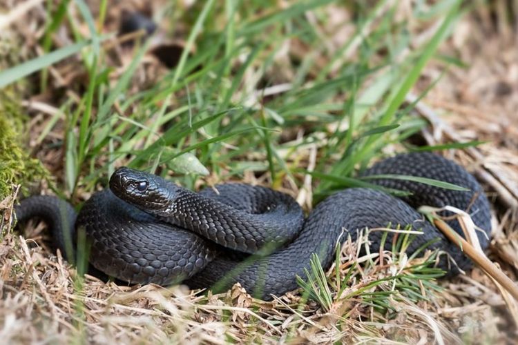 Kuchli erkak jinsiy stimulyator