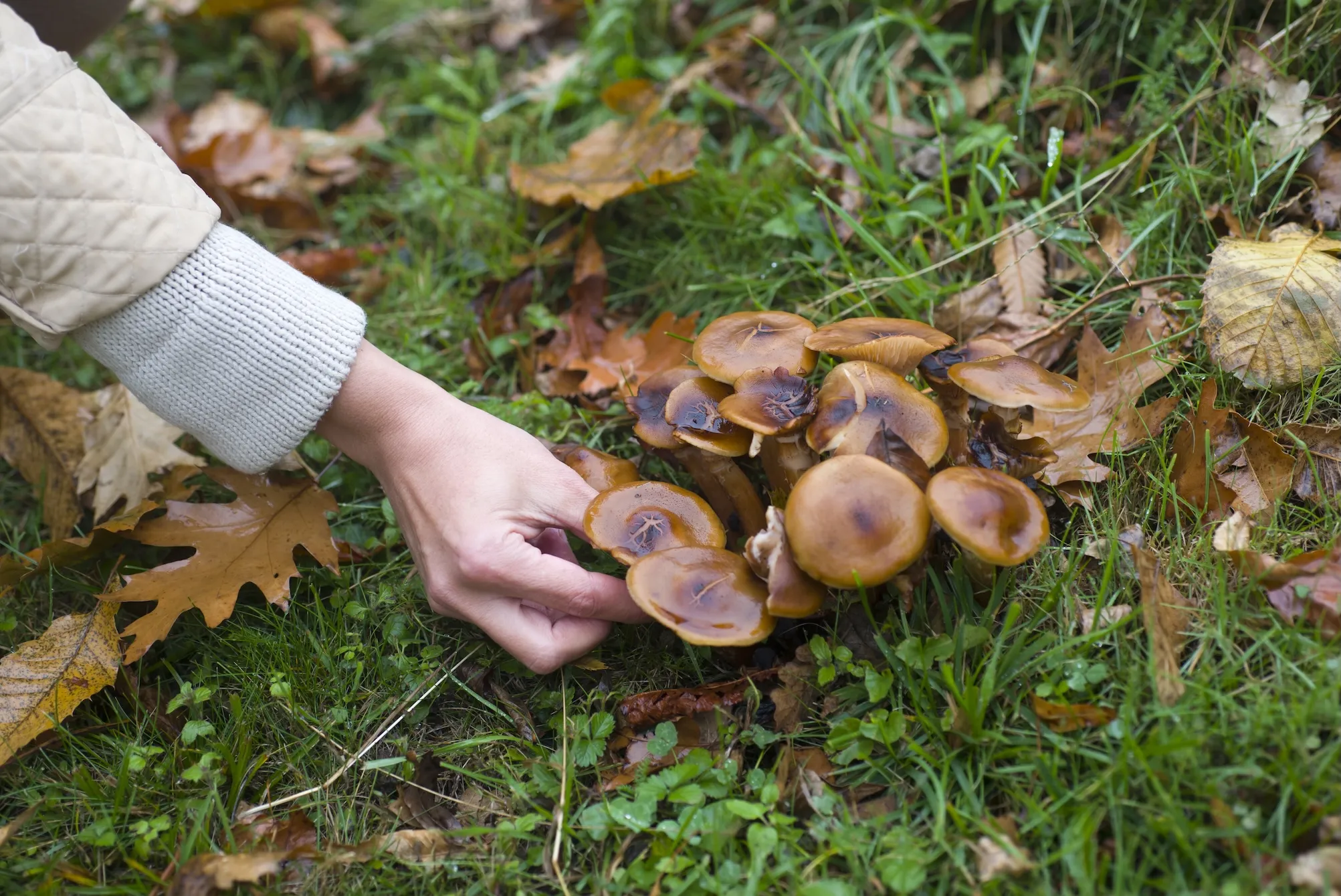 Foraging ala Chef Pippa Lovell: Masak, Jaga Alam, dan Ubah Dunia dari Dapur