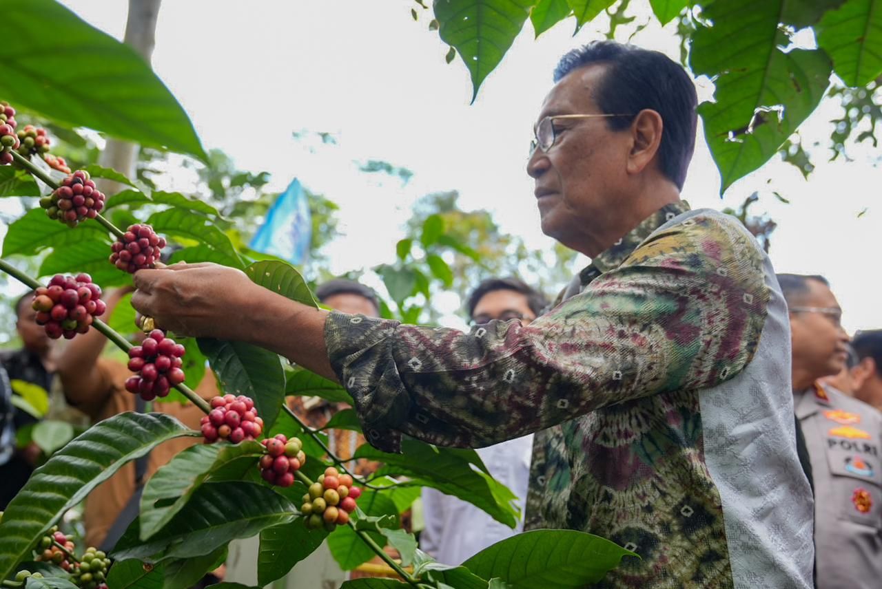Panen Perdana Kopi Robusta Lereng Merapi, Kementan RI Dukung Pengembangan Komoditas Kopi di Sleman