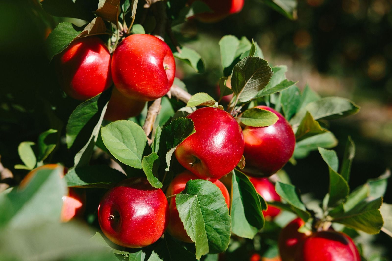 Manis dan Crunchy, Cobain Buah Apel New Zealand Buat Ngemil Kaya Serat