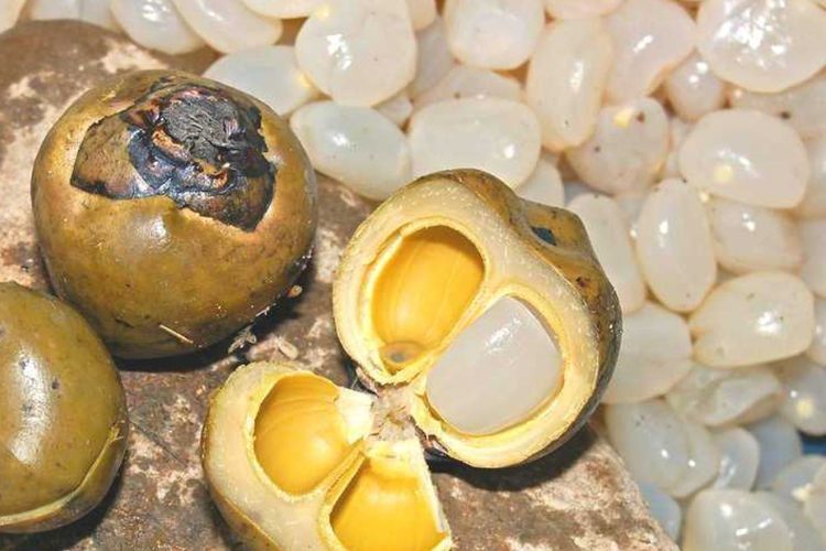 5 Manfaat Kolang Kaling, Buah Populer Ketika Puasa