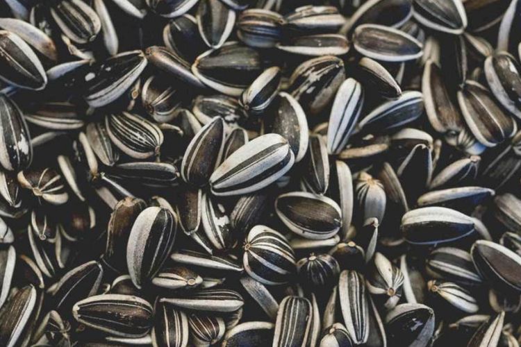 Jangan Anggap Remeh! Ini 5 Manfaat Kuaci Untuk Kesehatan