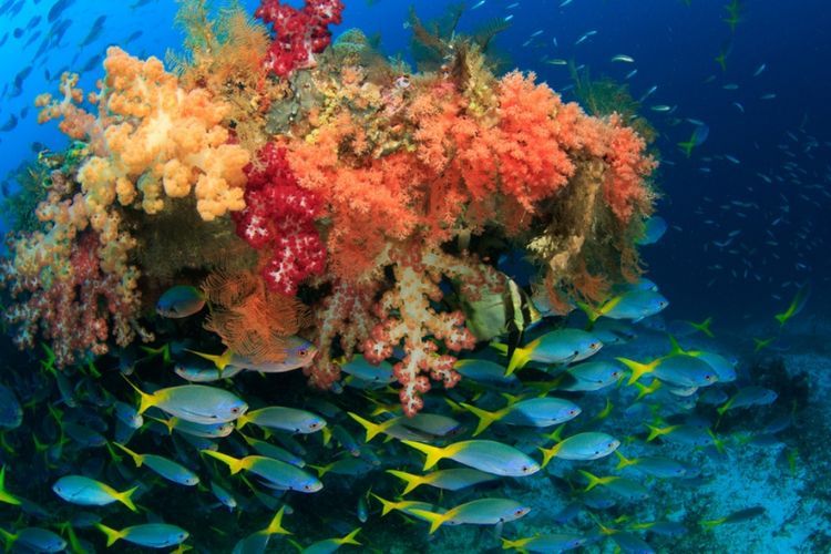Suka Snorkeling? Ini 5 Surga di Raja Ampat