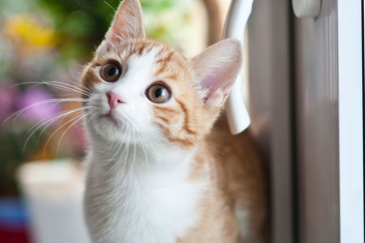 Membelai Kucing Atau Anjing Dapat Mengurangi Stres
