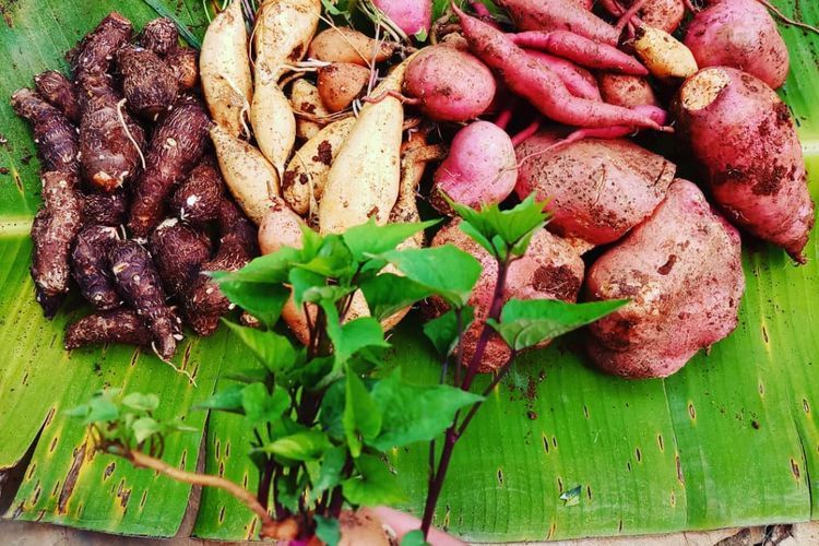 4 Manfaat Daun Ubi Jalar yang Harus Kamu Ketahui