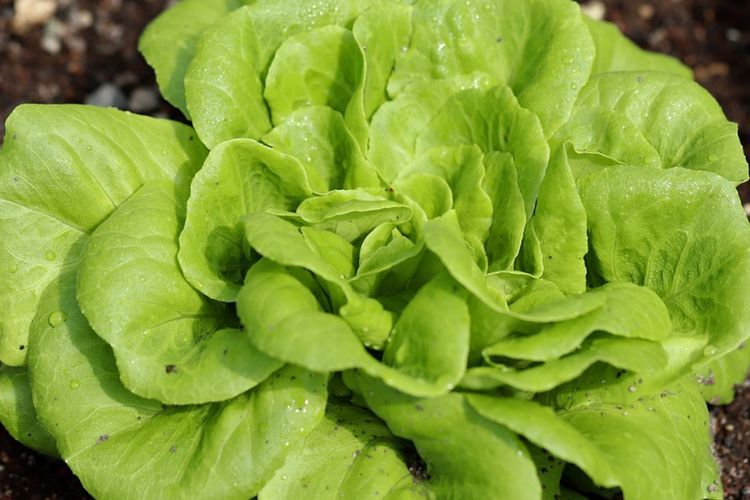 5 Manfaat Selada Romaine Yang  Kamu Harus Tau