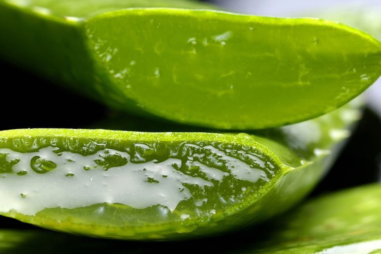 Atasi Masalah Ketombe dengan Lidah Buaya, Berikut Caranya