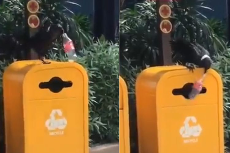 Salut, Burung Gagak Hitam Ini Peduli Lingkungan Dengan  Buang Sampah