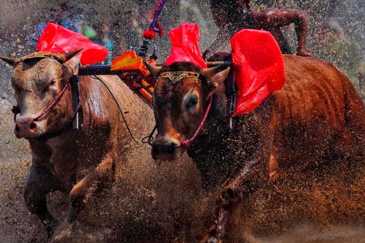 Karapan Sapi, Tradisi Kebanggaan Tahunan Madura