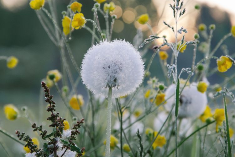 5 Manfaat Baik Teh Dandelion, Sehatkan Tulang Hingga Liver