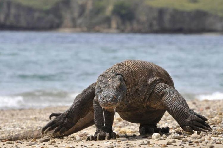 Komodo, Hewan Reptil yang Jadi Penduduk Asli Pulau Komodo