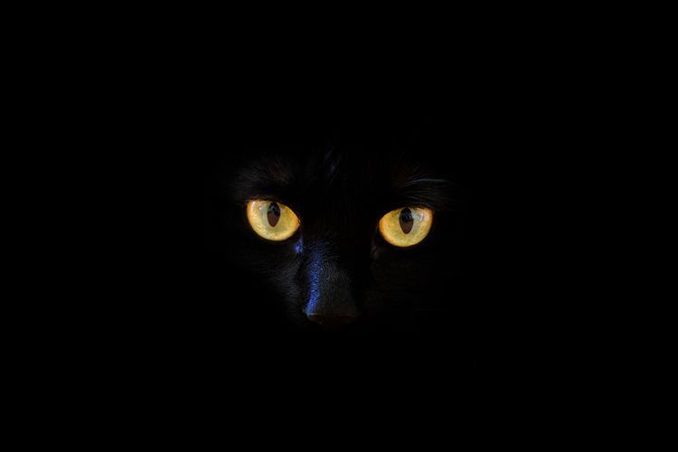 Fakta atau Mitos Kucing Hitam Pembawa Sial?