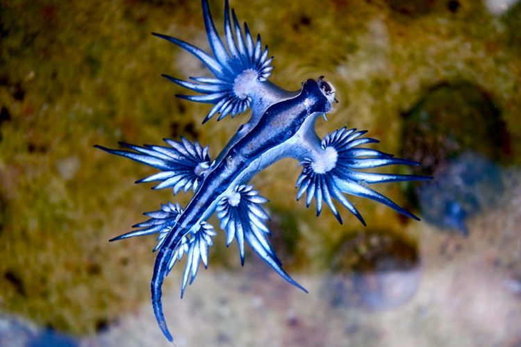 Siput Laut Naga Biru Pemangsa Ubur-Ubur Beracun