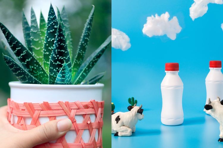 Ini 5 Cara Hilangkan Ketombe dengan Lidah Buaya, Nomer 3 Paling Ampuh!