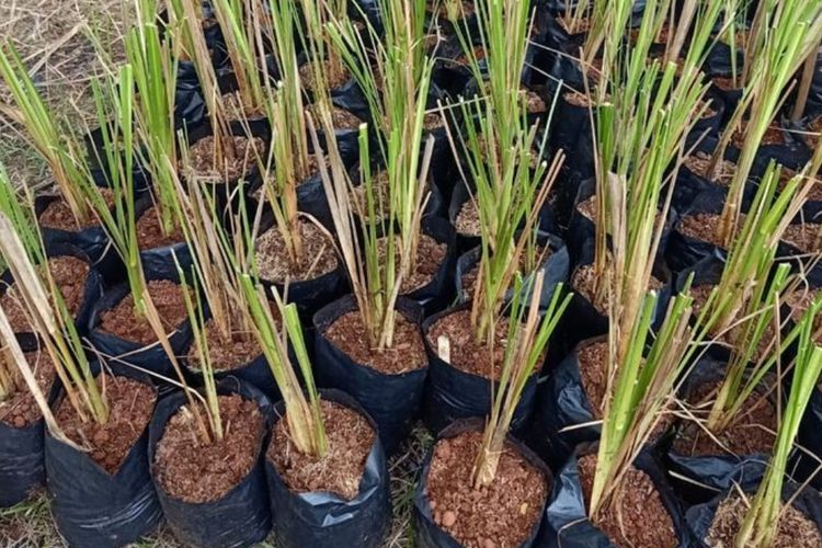 Vetiver, Solusi Alami Cegah Tanah Longsor