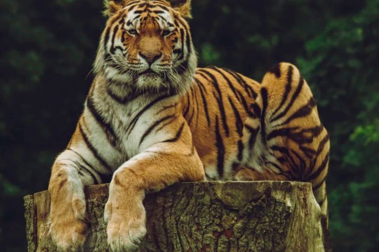 Diputuskan Hubungan oleh KLHK, WWF Terima dengan Besar Hati