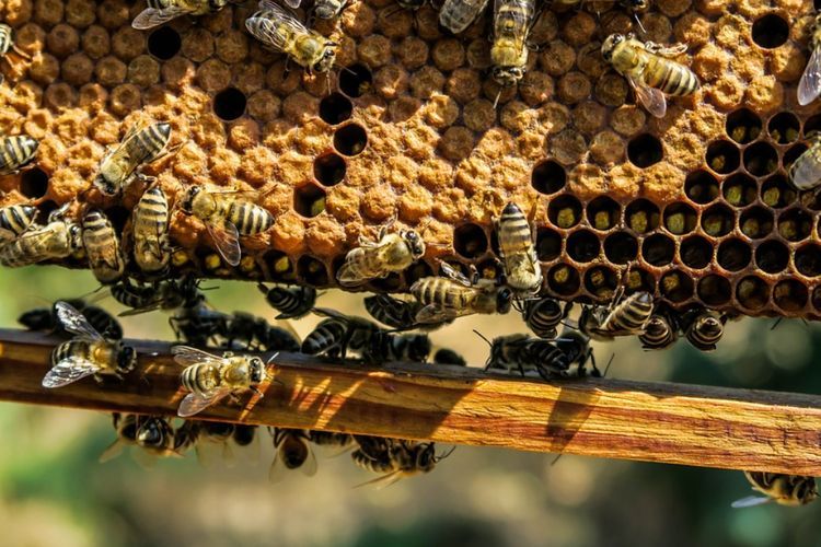 Fakta Dibalik Struktur Sarang Lebah yang Berbentuk Segi Enam