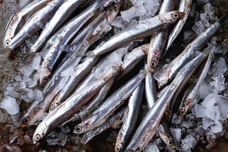 Benarkah Ikan Teri Mencegah Anemia?
