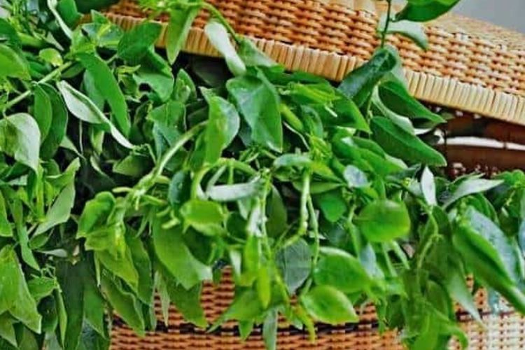 Ini Beberapa Manfaat Daun Katuk untuk Kesehatanmu