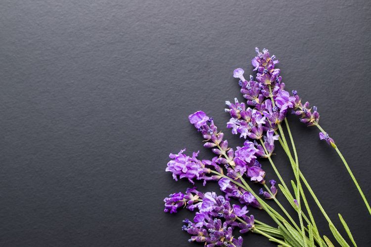 Tak Hanya untuk Aromaterapi, Lavender Juga Bermanfaat Buat Kecantikan