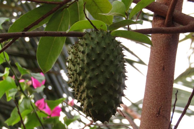 Rutin Konsumsi Buah Sirsak, Ini 4 Manfaat Untuk Kesehatan
