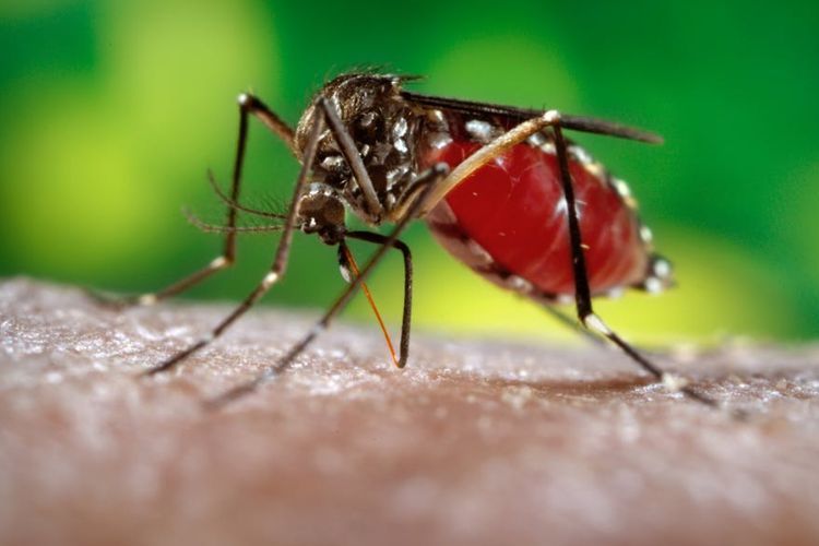 Mengenal Nyamuk Aedes Aegypti, Penyebar Penyakit  Demam Berdarah