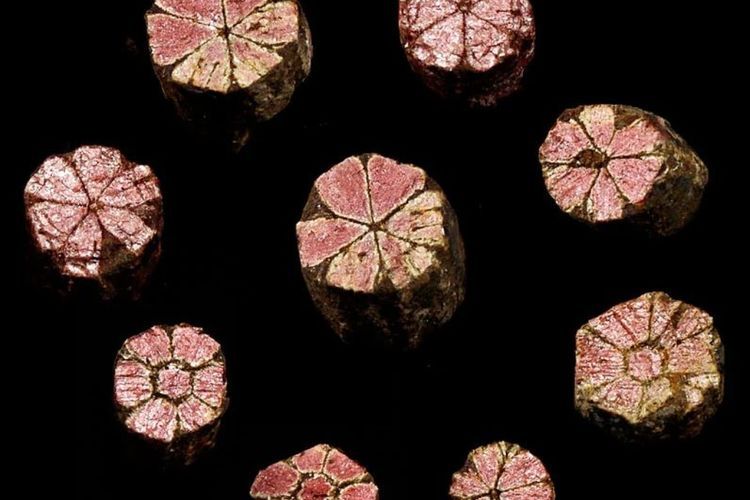 Cherry Blossom Stones, Uniknya Batu-Batu Kecil Berbentuk Bunga Sakura