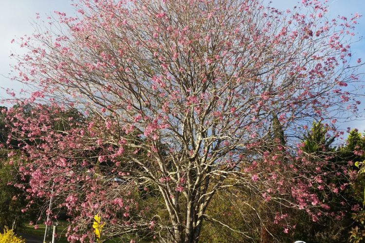 Mengenal Tanaman Tabebuya yang Cantik Mirip Bunga Sakura