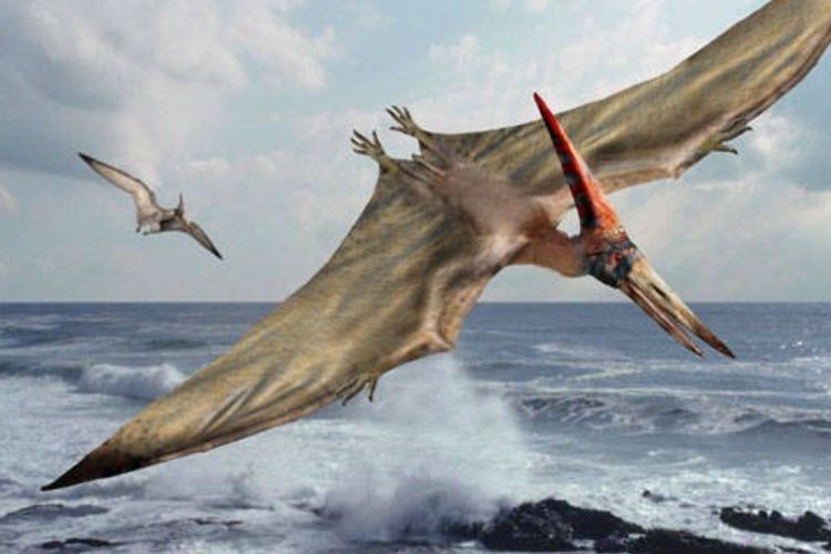 Ilmuwan Temukan 3 Spesies Baru Dinosaurus Terbang di Gurun Sahara