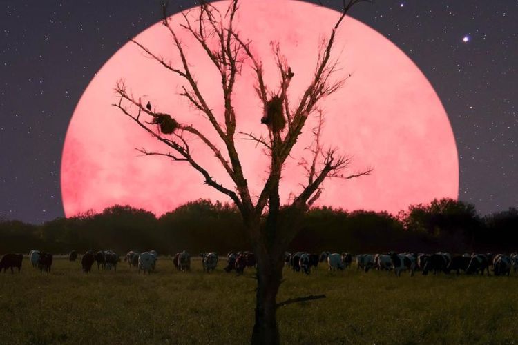 Fenomena Super Pink Moon Bakal Muncul Malam Ini 