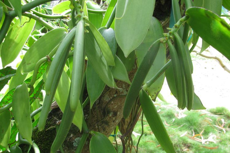 Tanaman Vanili, Rempah yang Jadi Cita Rasa Kuliner dan Parfum