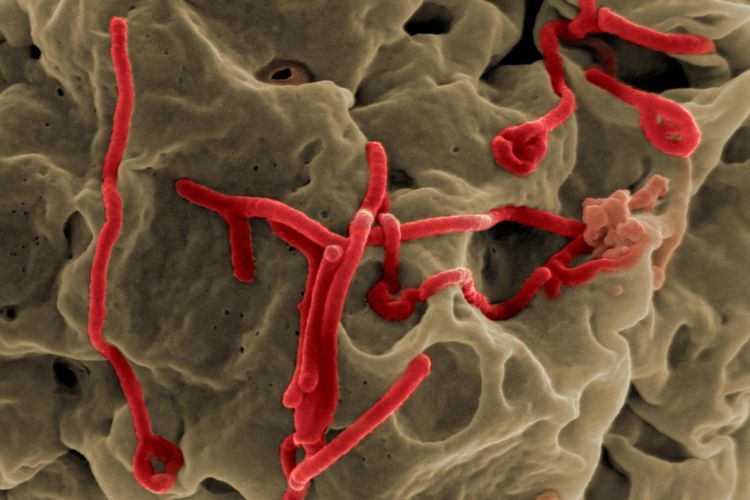 Virus Corona vs Virus Ebola, Lebih Ganas Mana?