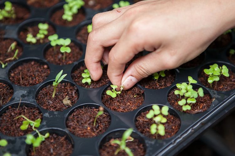Aktivitas Urban Farming Warga DKI Jakarta Meningkat selama Masa PSBB