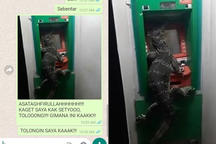 Penipu Ini Dikerjai Balik oleh Korbannya Lalu Dikirimi Foto Biawak, Reaksinya Bikin Ngakak