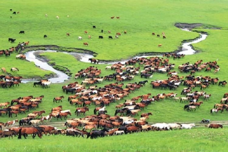 Tiongkok Tutup Sektor Wisata di Mongolia Dalam Usai Muncul Wabah Baru