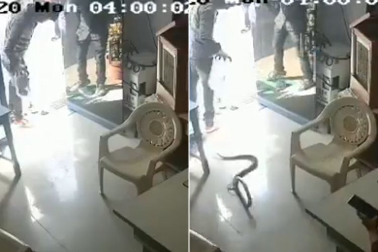 Marah karena Tak Diizinkan Beli Bensin ke Botol, Pria Ini Lepaskan Ular Kobra di SPBU