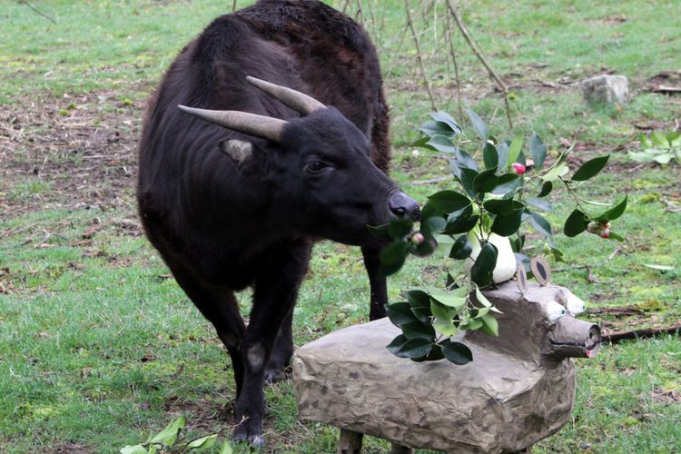 Anoa, Mamalia Endemik Langka di Sulawesi