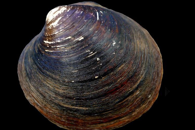 Mati di Tangan Ilmuwan, Kerang Quahog Salah Satu Hewan Tertua di Dunia
