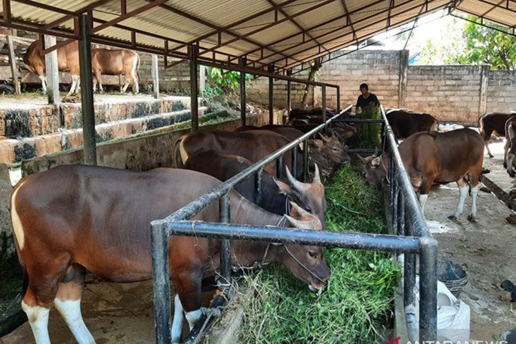 3 Golongan Orang yang Berhak Menerima Daging Qurban Idul Adha, Siapa Saja?