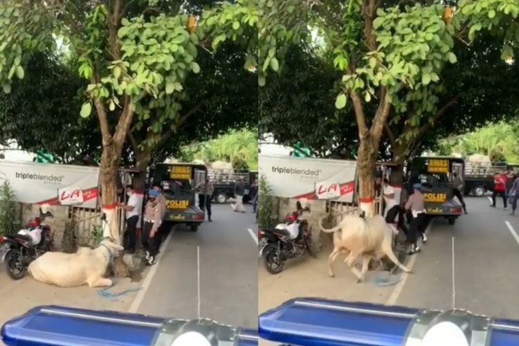 Viral Sapi Ngamuk Usai Dicolek Polisi, Alhasil Warga Kocar Kacir
