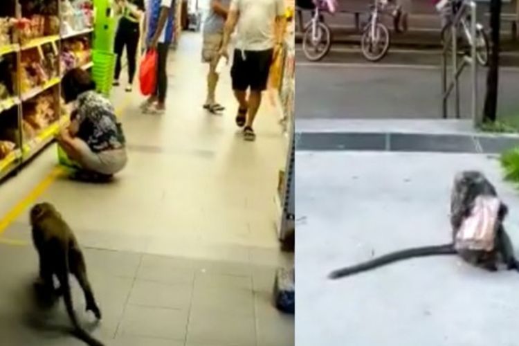 Video: Monyet di Singapura Terciduk Nyolong Roti di Supermarket