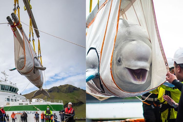 Senyum Bahagia Beluga Diselamatkan dari Akuarium Tiongkok, 9 Tahun Jadi Binatang Atraksi