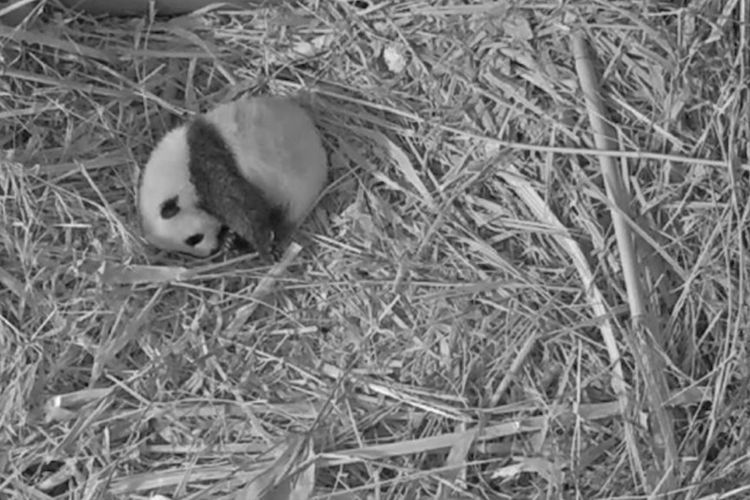 FOTO: Pengumuman Nama Anak Panda di Kebun Binatang Ouwehands