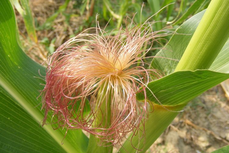 Manfaat Mengonsumsi Sutra Jagung untuk Kesehatan, Salah Satunya Mengurangi Kelelahan
