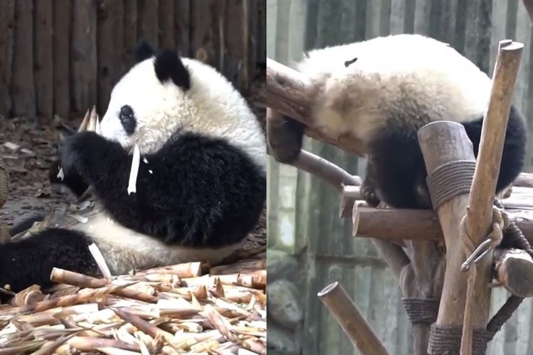 Video: Aksi Menggemaskan Panda Yang Habiskan Waktunya Hanya Makan dan Tidur