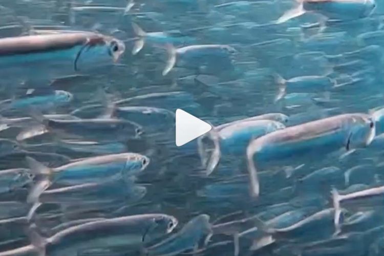 Penasaran Rasanya Ada di Tengah-tengah Jutaan Ikan Teri di Bawah Laut? Tonton Video ini!