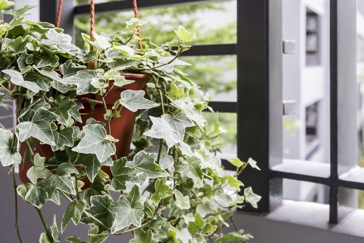 Tanaman Ivy, Pohon Feng Shui yang Diminati Banyak Orang