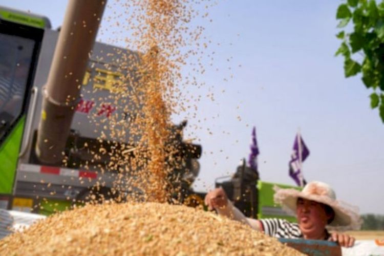 Bangun Pangan Nasional, Indonesia Bisa Maksimalkan Makanan Lokal