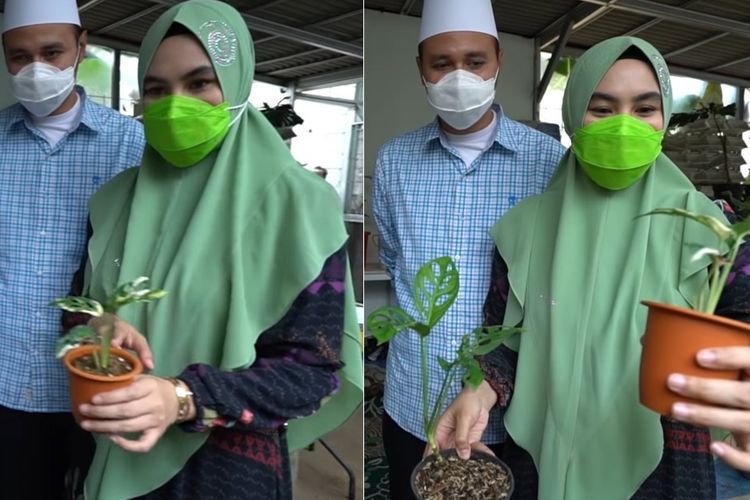 Berburu Tanaman Hias, Kartika Putri Syok Dengar Harga Janda Bolong Sentuh Angka Rp90 Juta