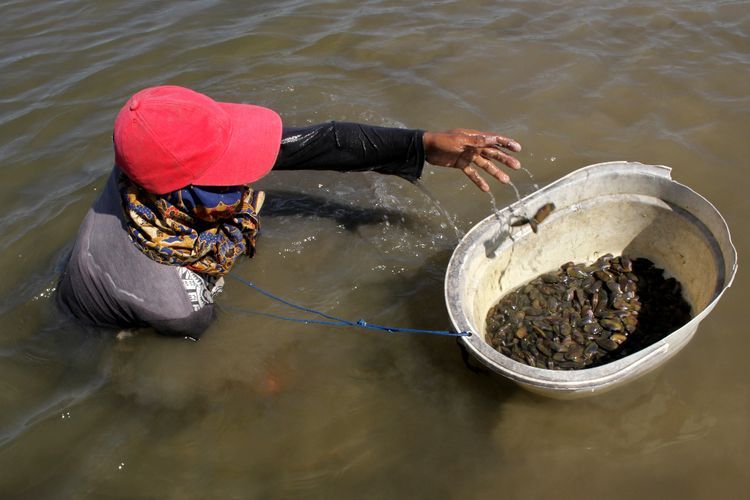 FOTO: Mencari Kerang di Sungai Jeneberang